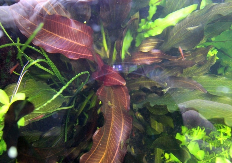 Эхинодорус аквариумное растение