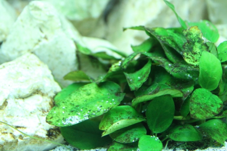 Водоросль Ксенококус