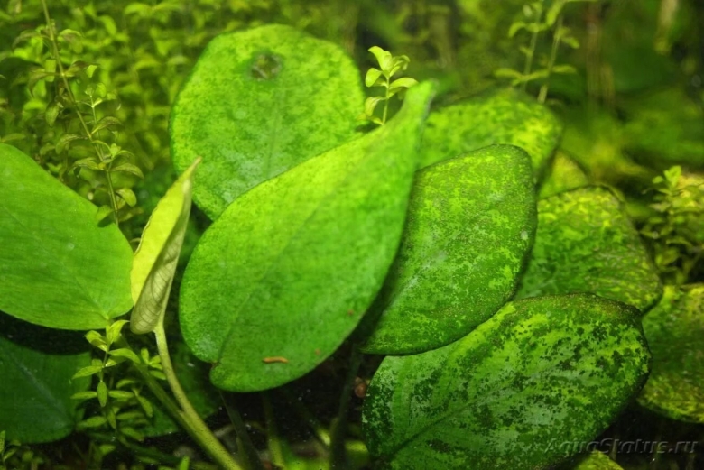 Водоросль Ксенококус аквариумная