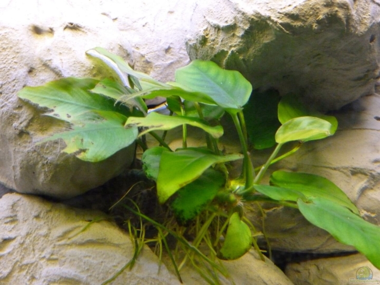 Анубиасы Карликовые