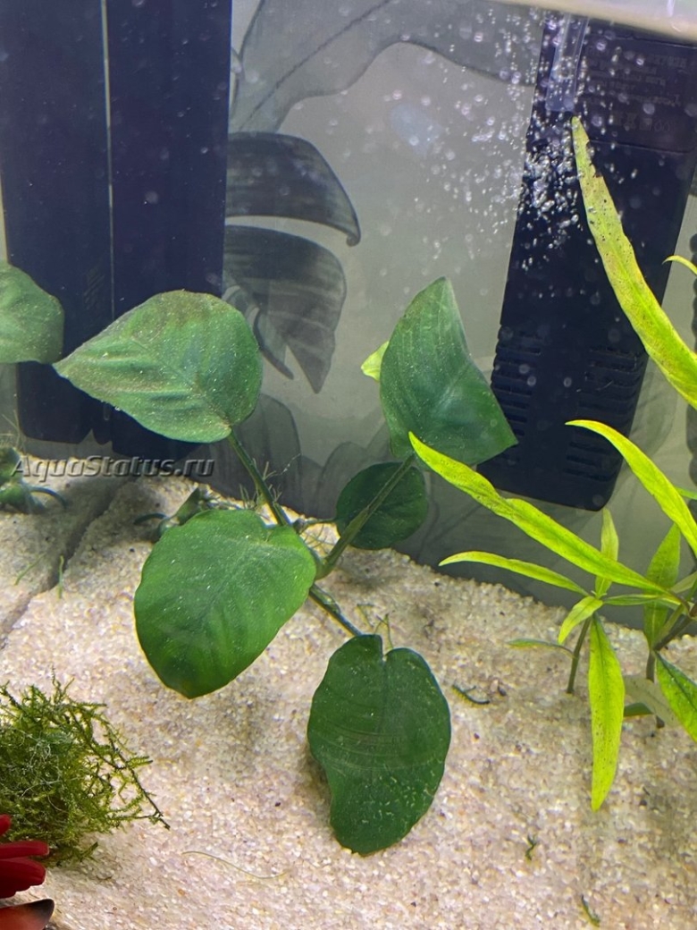 На стенках аквариума темный налет