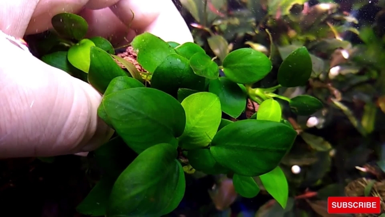 Анубиас нана