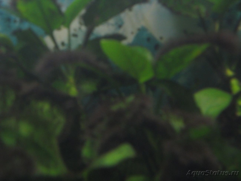 Анубиас черный налет