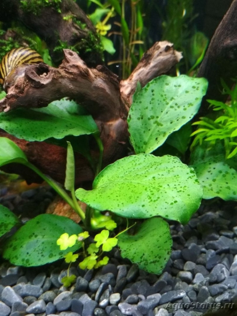 Водоросль Ксенококус