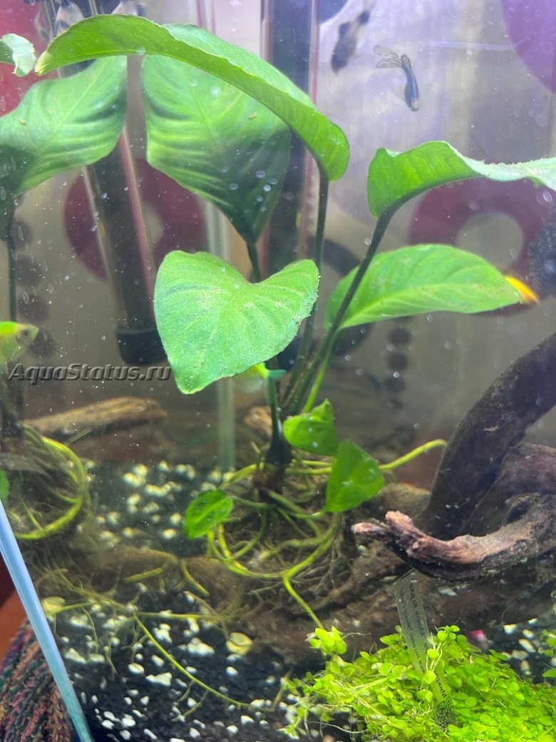 Белый полупрозрачный налет в аквариуме