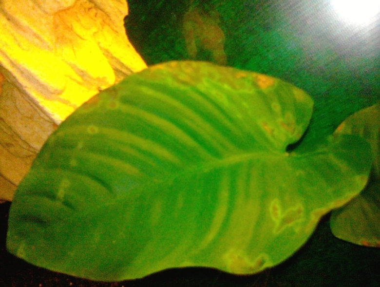 Анубиас бартера полосатый