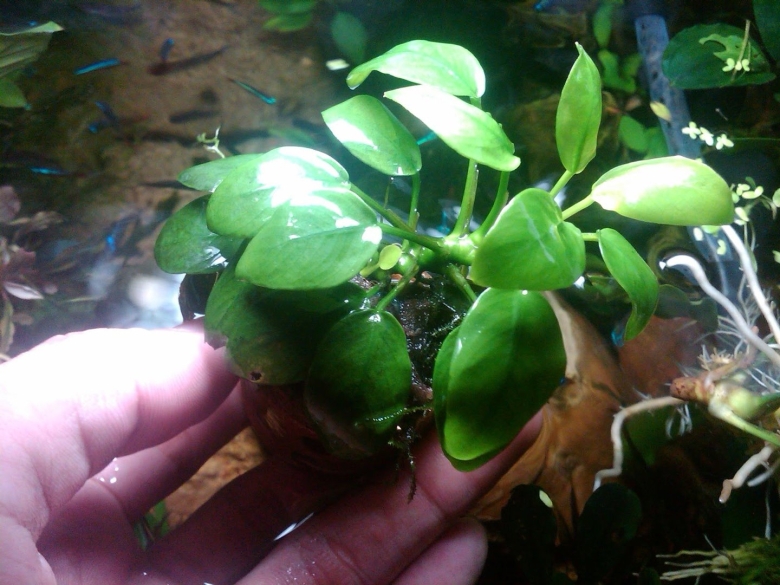 Анубиас Нана Паксинг компакт