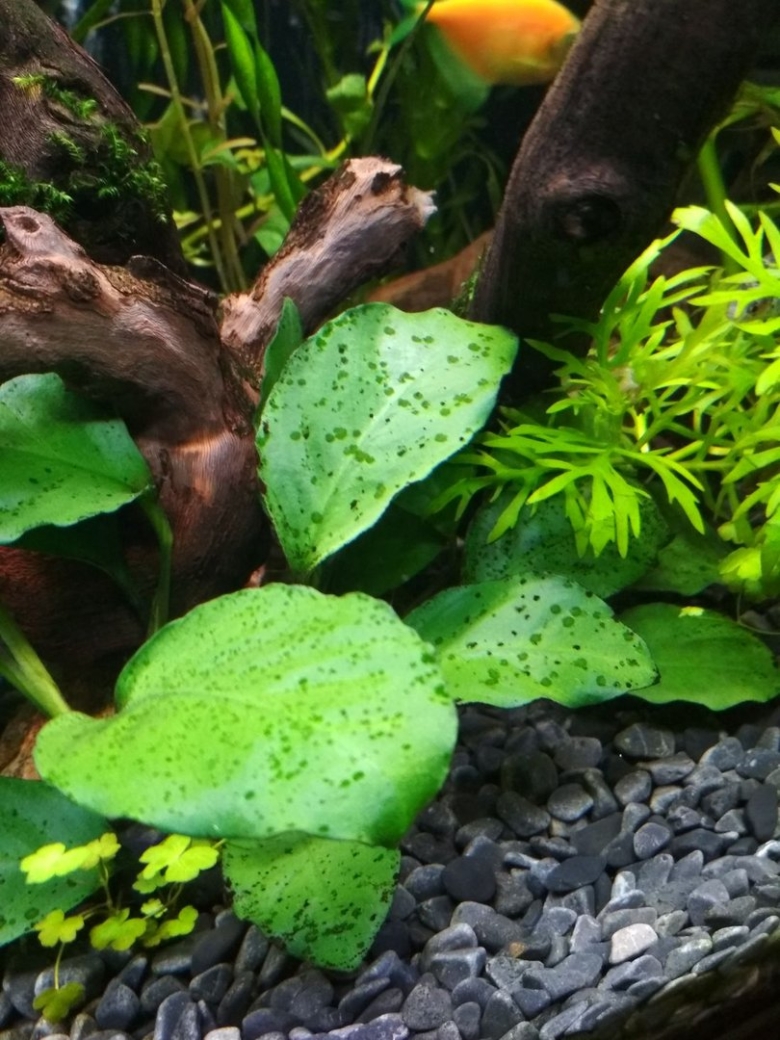 Водоросль Ксенококус