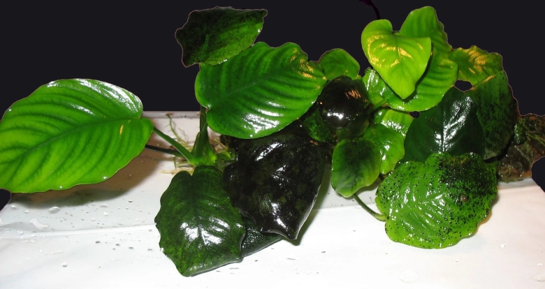 Анубиас черный ангел