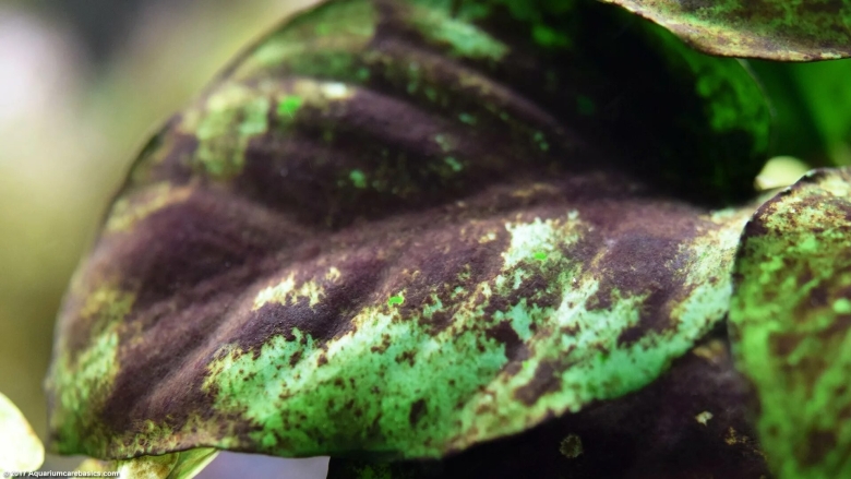 Анубиас черный налет
