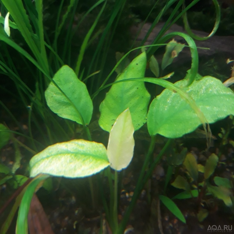 Каладифолия Панда