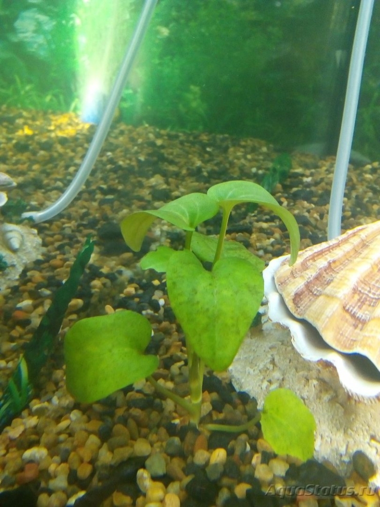 Анубиас аквариумное растение