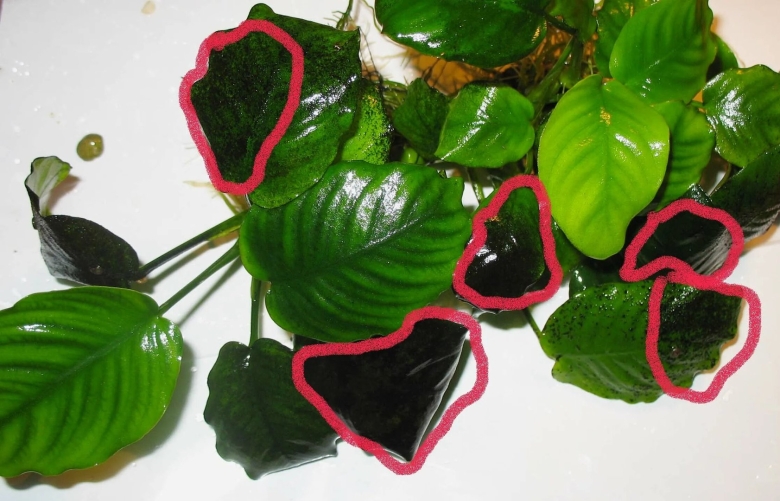 Антуриум в аквариуме