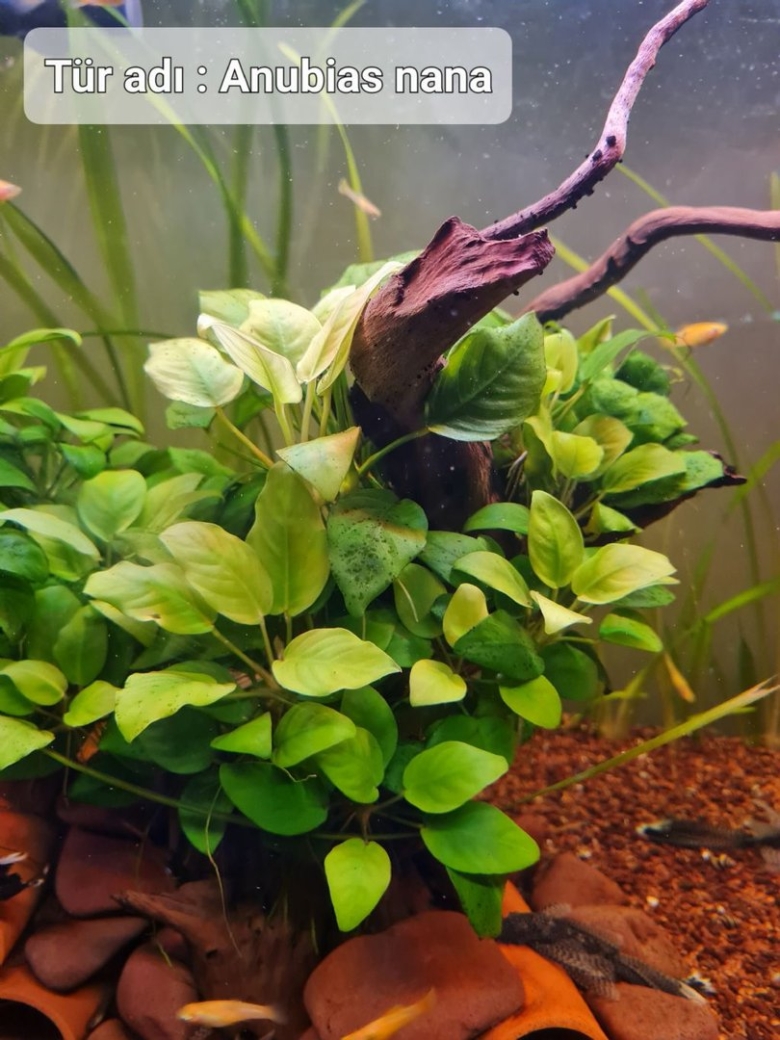 Anubias barteri var nana