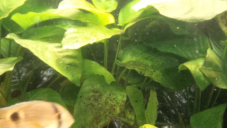 Коричневый налет на листьях анубиаса