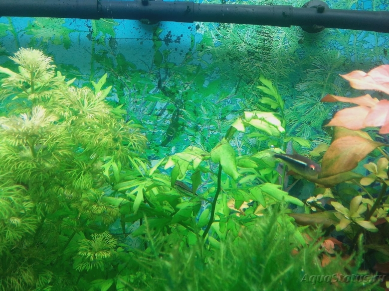 Ксенококус в аквариуме