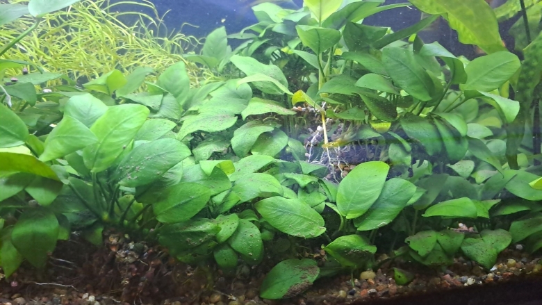 Аквариумное растение анубиас