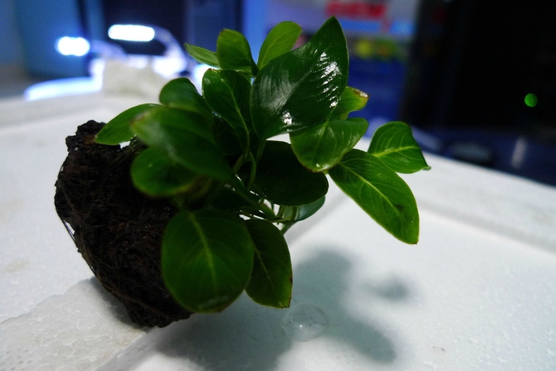 Анубиас нана марбл