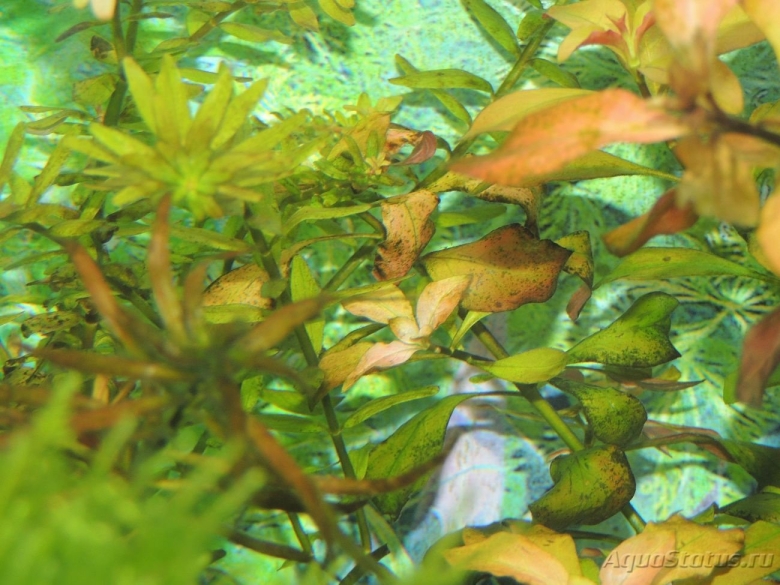 Аквариумные растения Ксенококус