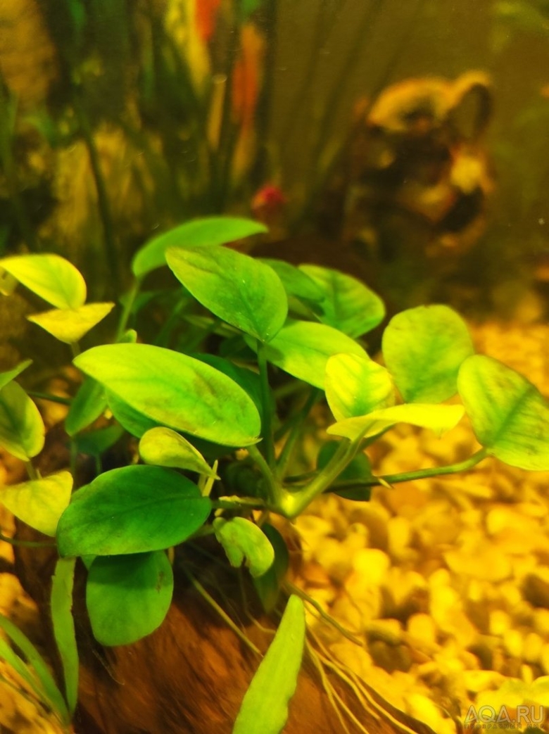 Криптокорина анубиас