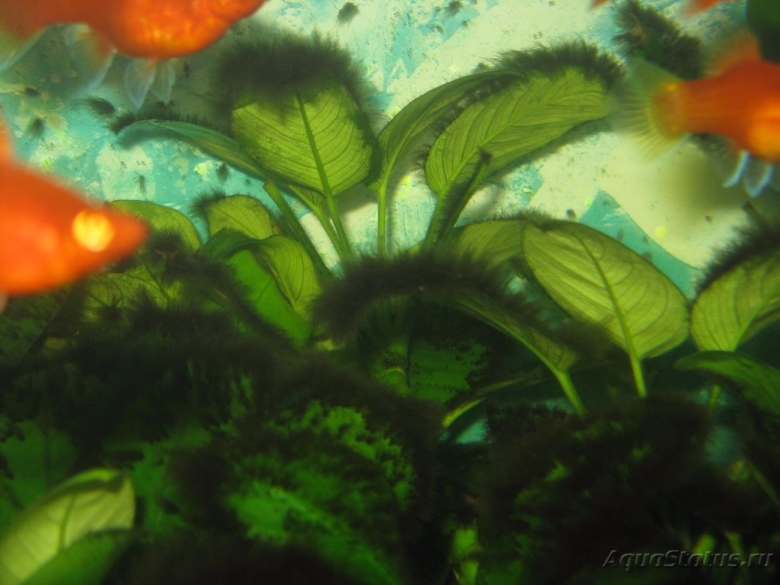 На анубиасе чёрные пятна