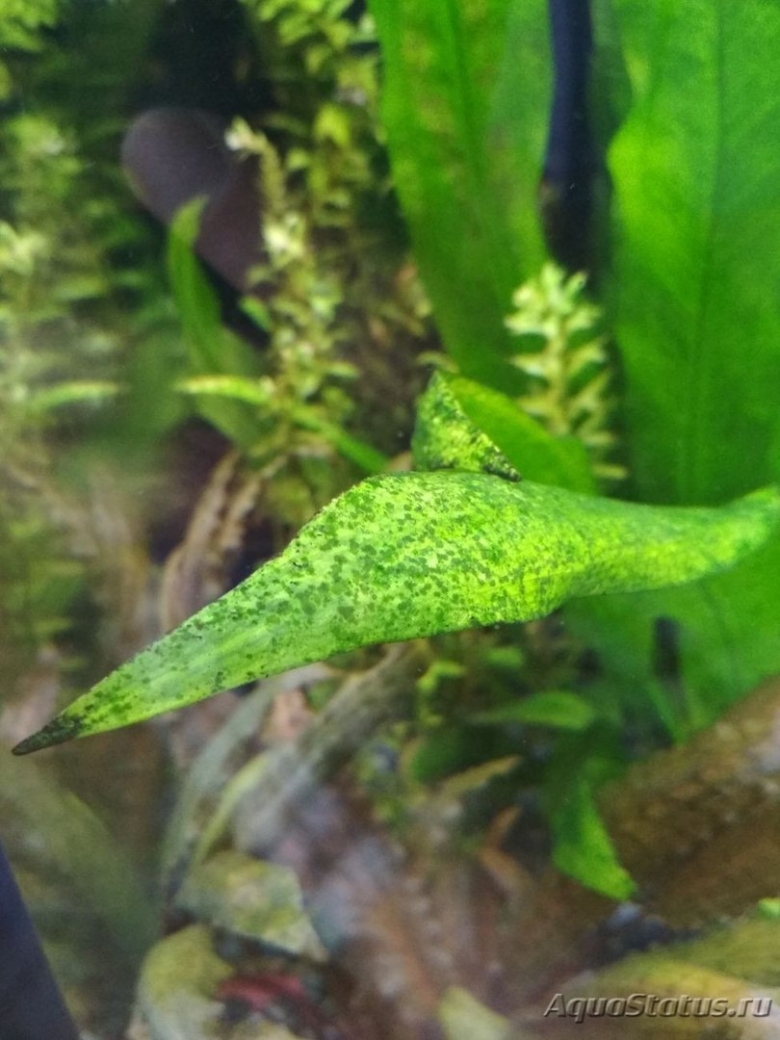 Водоросль Ксенококус