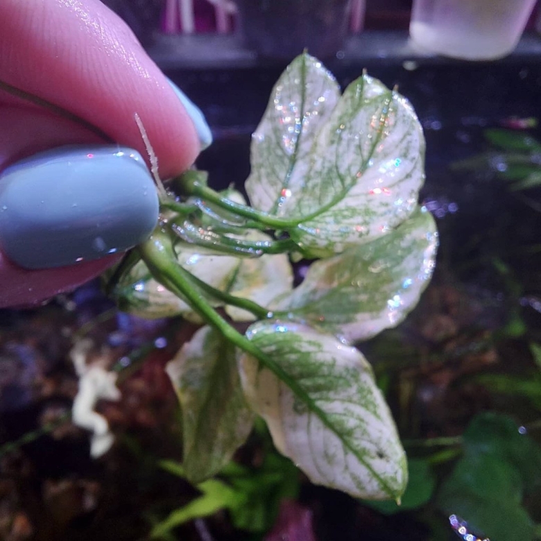 Нина Пинто анубиас