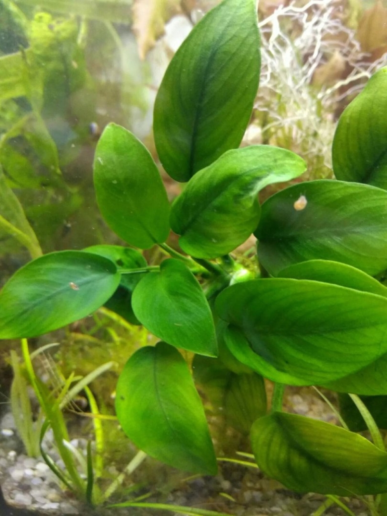 Папоротник анубиас