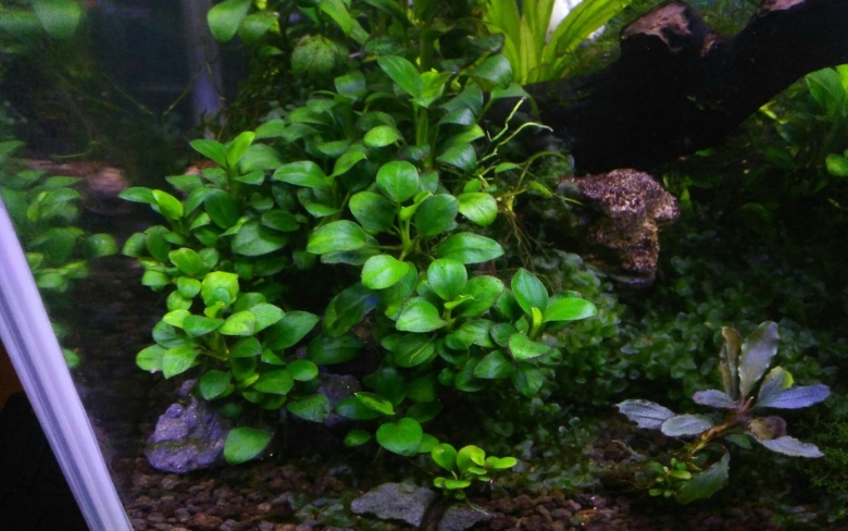 Анубиас аквариумное растение
