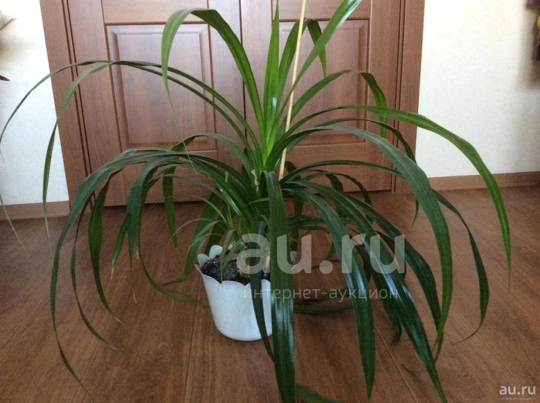 Ложная Пальма панданус