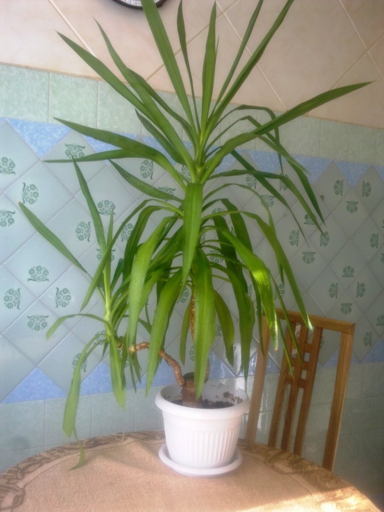 Пальма Юкка прямостоячая