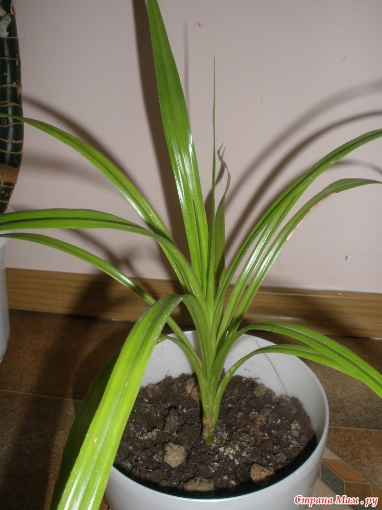 Панданус Вариегата