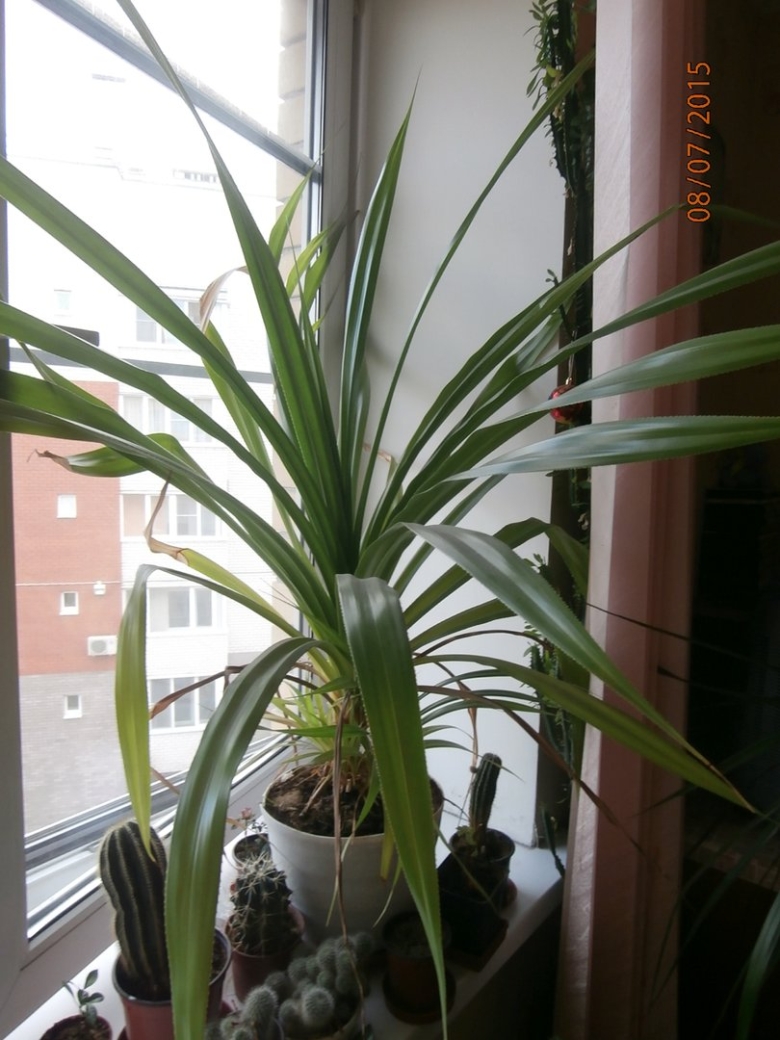 Юкка Драцена панданус