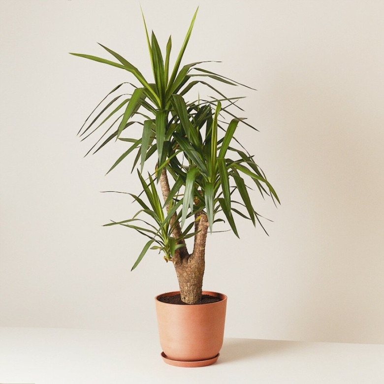 Юкка цветок комнатный