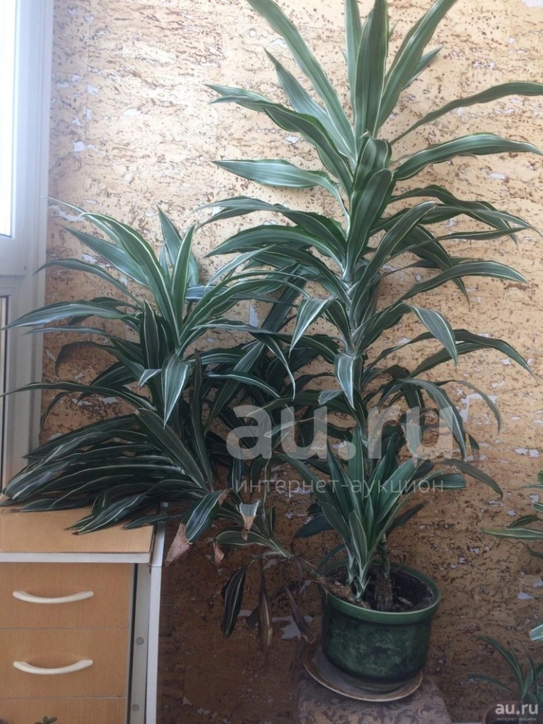 Цветок Пальма Драцена