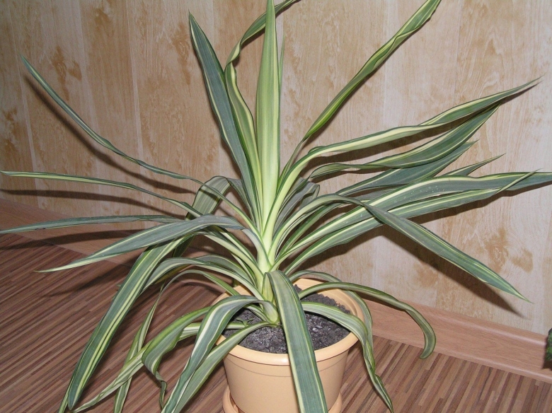 Драцена Юкка слоновая