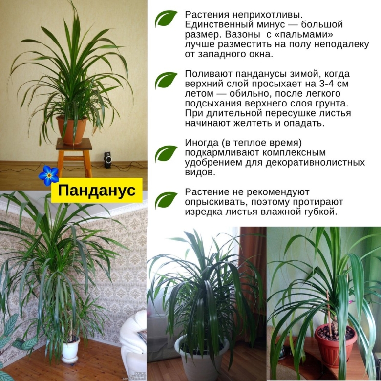 Хлорофитум панданус