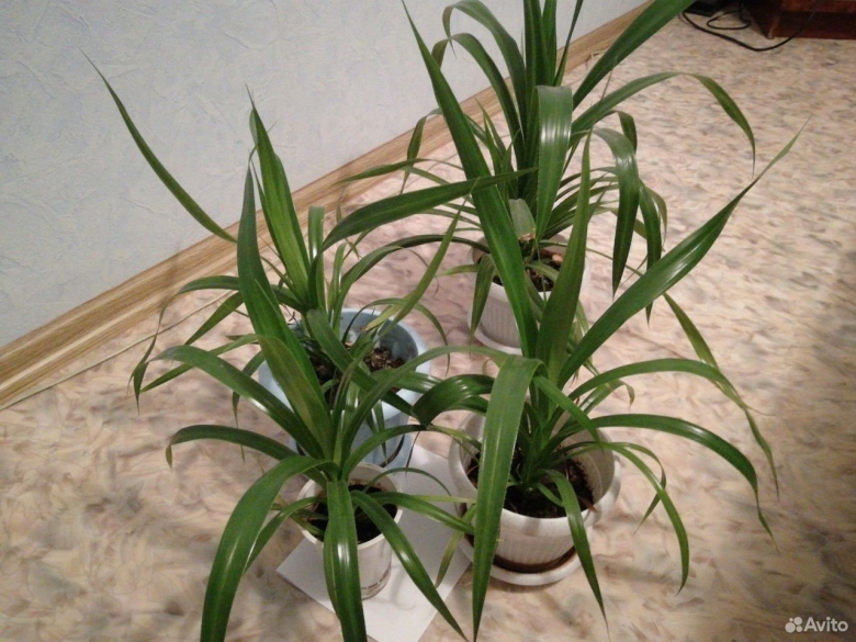 Ложная Пальма панданус