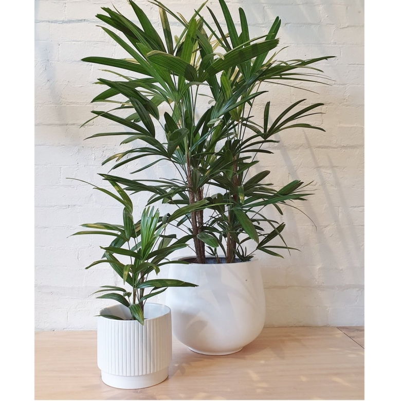 Пальма рапис