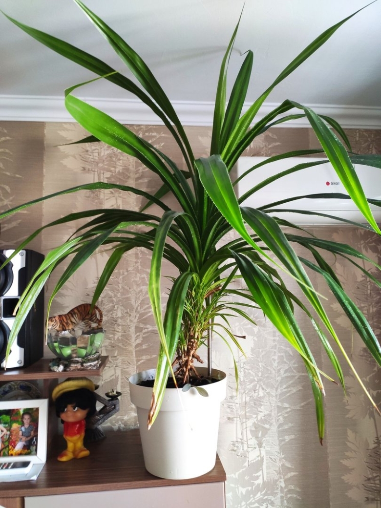 Панданус винтовая пальма