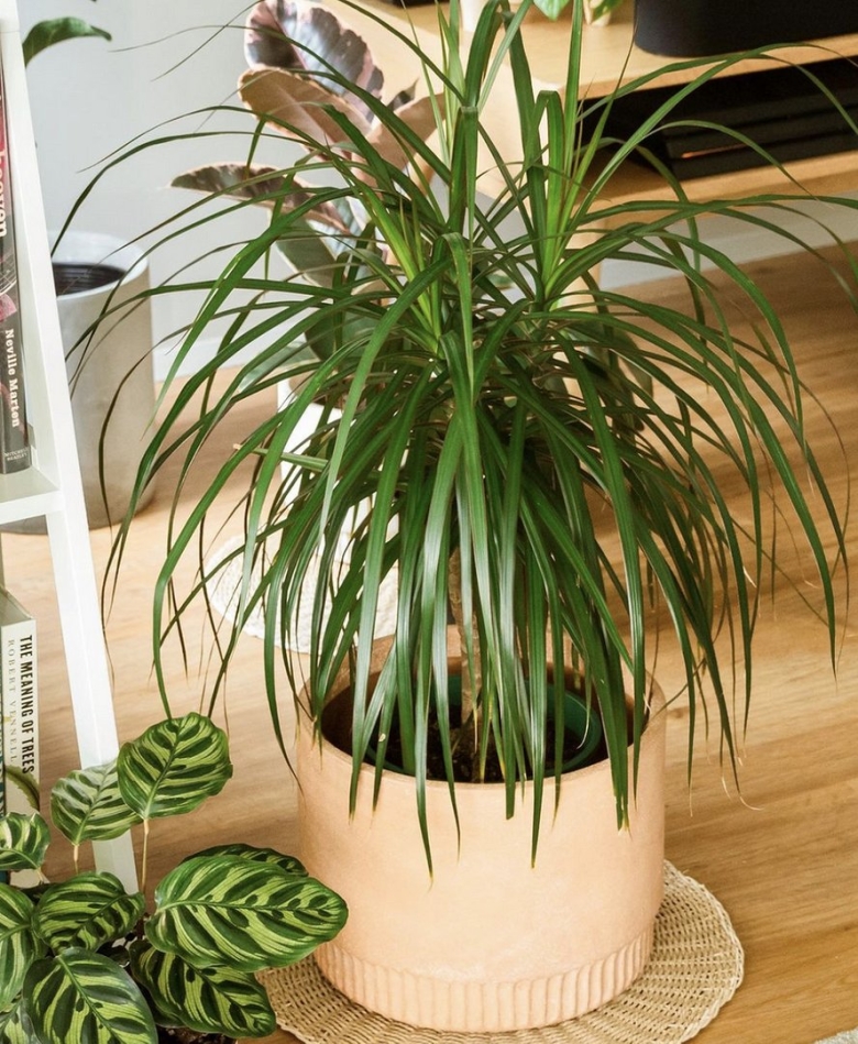 Драцена Драконий хвост