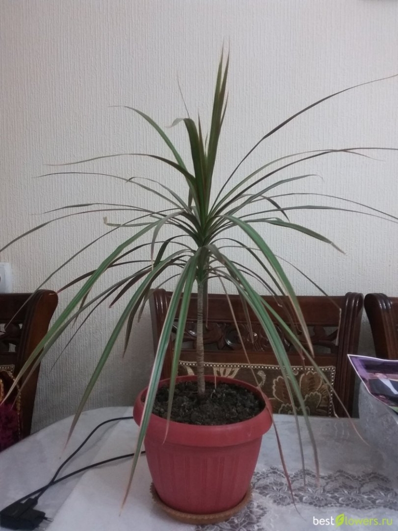 Цветок пальма драцена