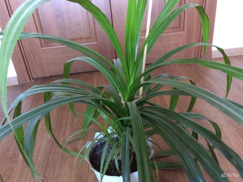 Пальма панданус цветение