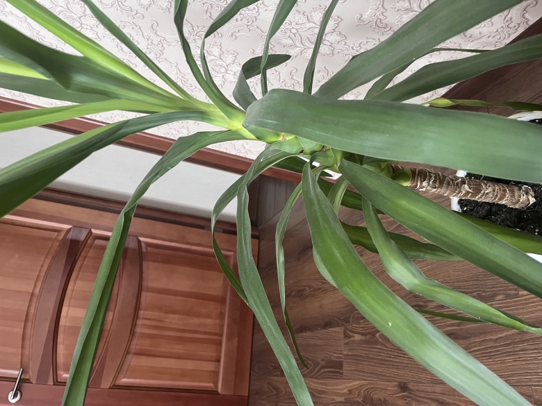 Пальма юкка