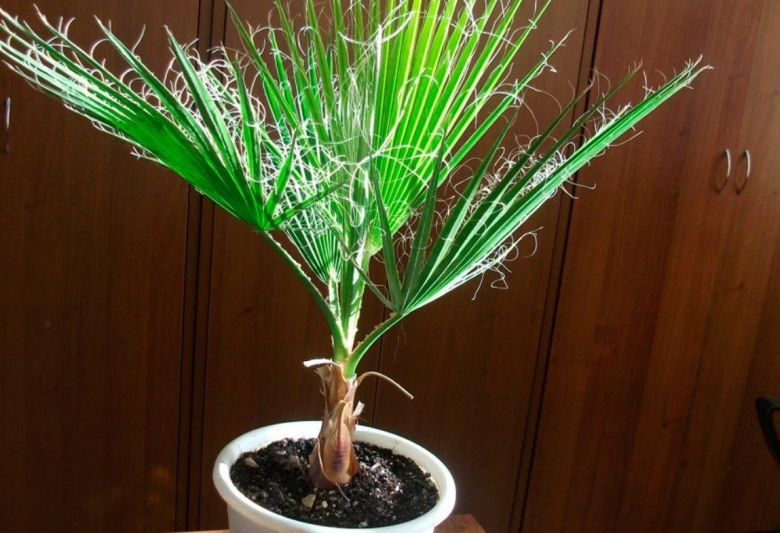 Пальма вашингтония нитеносная