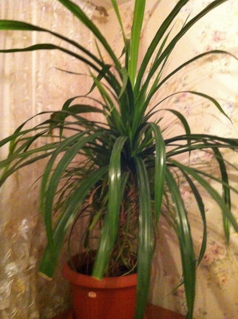 Драцена Пальма панданус