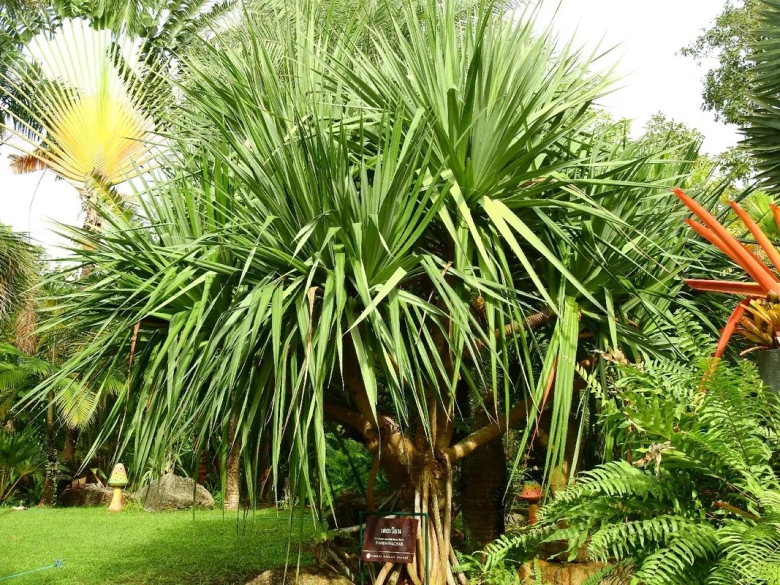 Панданус дерево