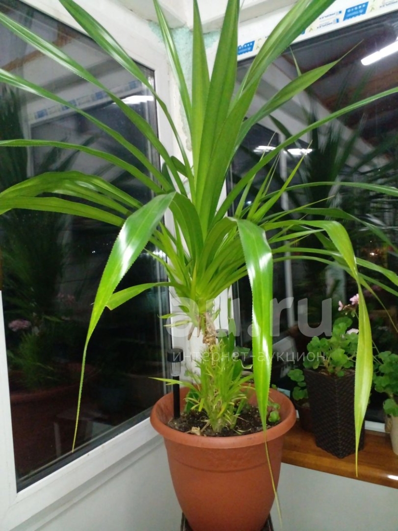 Панданус комнатное