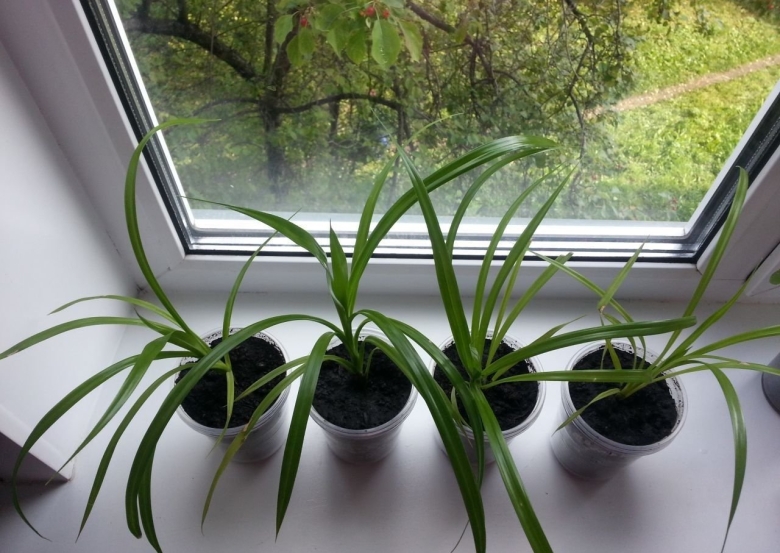 Панданус цветок