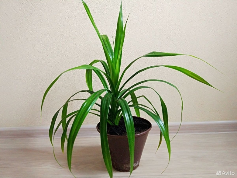 Ложная пальма панданус